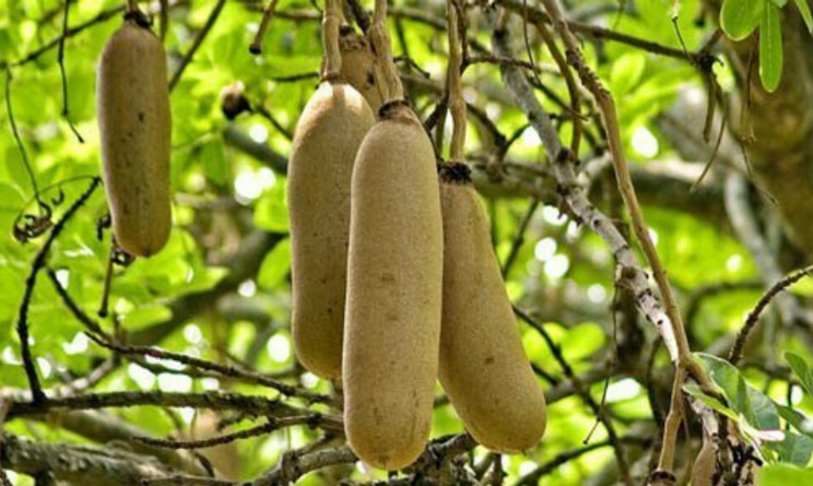 Kigelia africana benefici proprieta controindicazioni