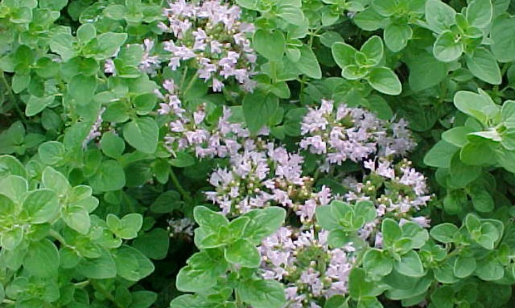 Origano benefici proprieta per stomaco e gola