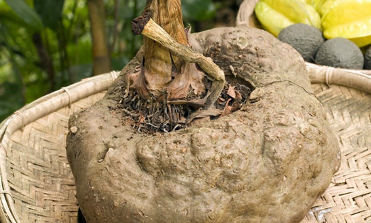 Glucomannano benefici proprieta e controindicazioni