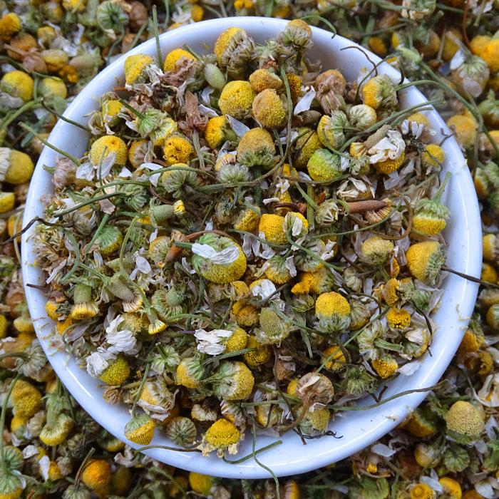 Camomilla essiccata per infusi benefici
