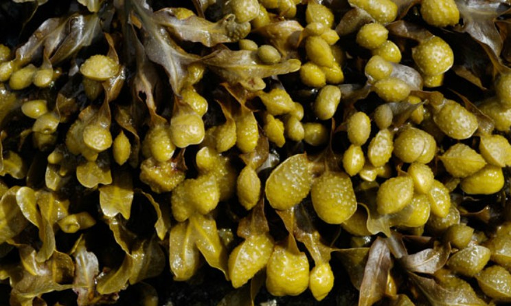 Fucus proprieta e benefici per stomaco e intestino