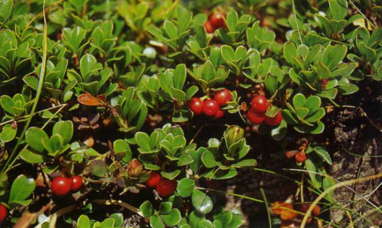 Uva Ursina benefici proprieta controindicazioni