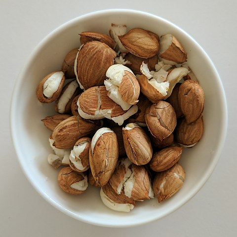 Semi e frammenti di noccioli di albicocca in una ciotola