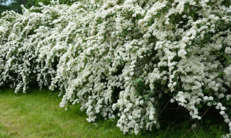 Spirea, benefici proprieta controindicazioni