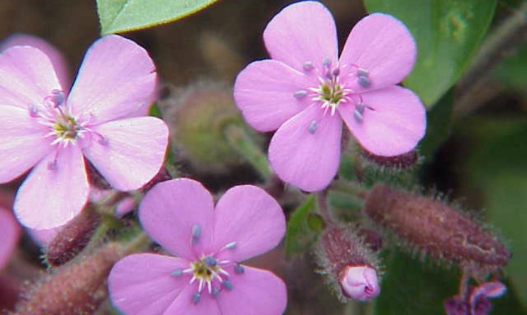 Saponaria benefici proprieta e controindicazioni