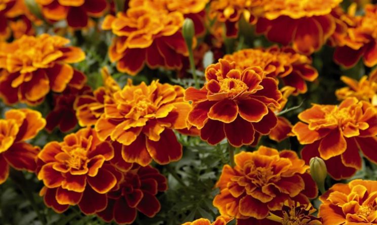 Fiori di tagete
