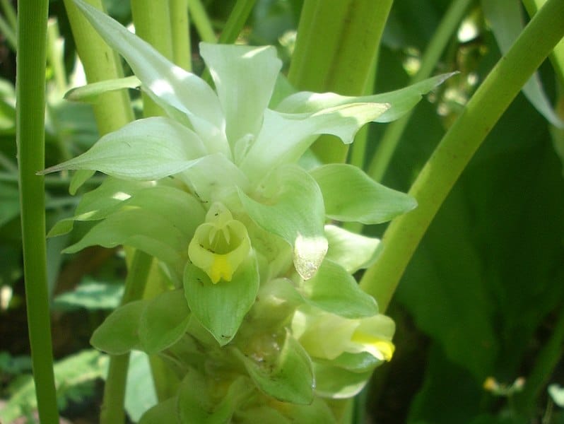 fiore di curcuma