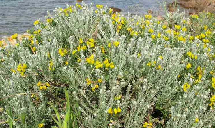 Tisana all elicriso benefici contro allergia