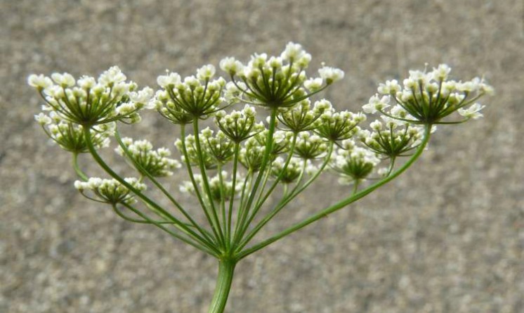 Pimpinella benefici proprieta e controindicazioni
