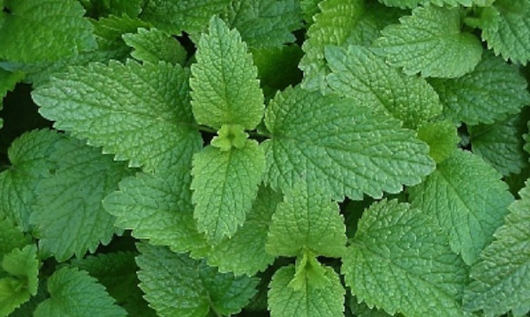 Come utilizzare la melissa come rimedio naturale