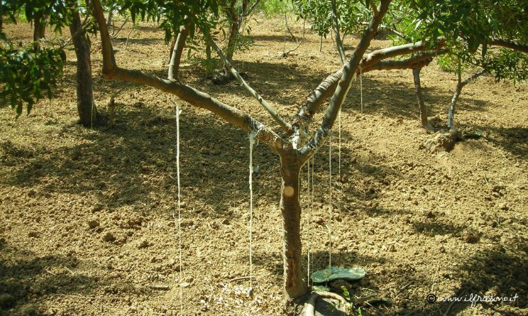 Manna benefici proprieta e controindicazioni