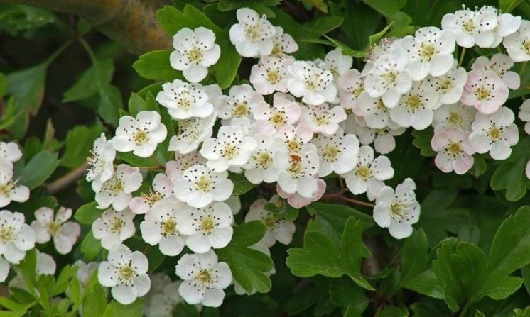 Tisana al biancospino ipertensione