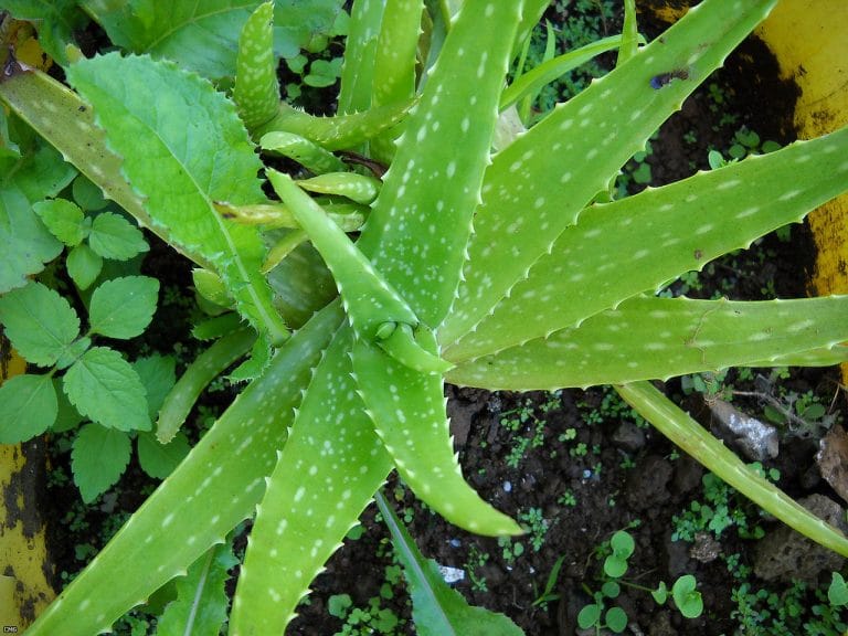 Integratori a base di Aloe: Cosa è successo con l’Unione Europea?