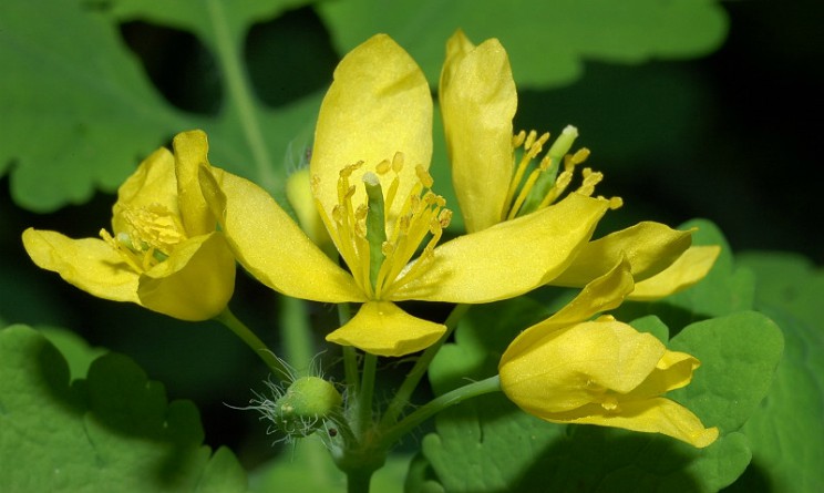 Celidonia benefici proprietà e controindicazioni