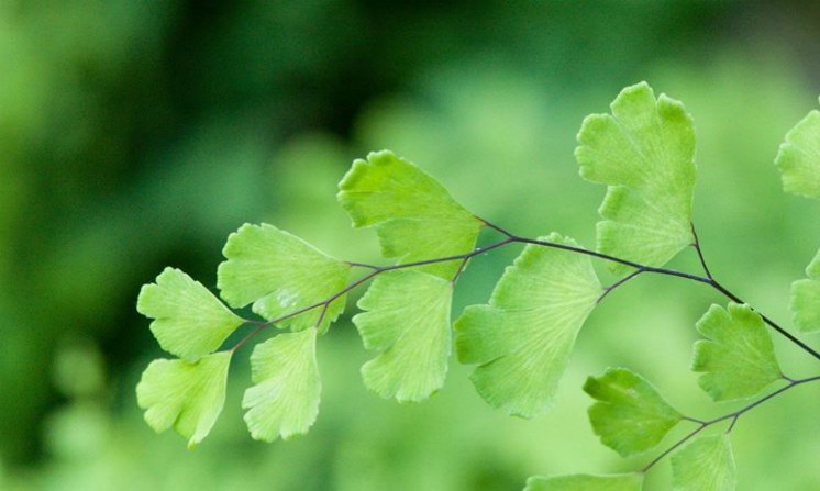Tisana al capelvenere, proprieta benefici rimedi naturali