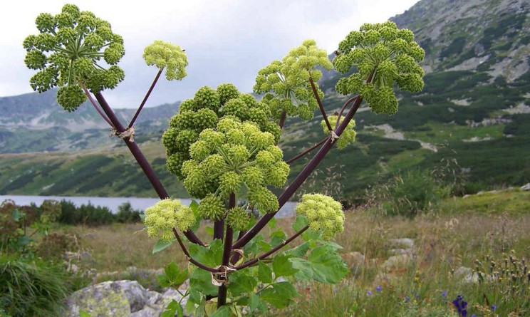 Angelica benefici proprieta e controndicazioni