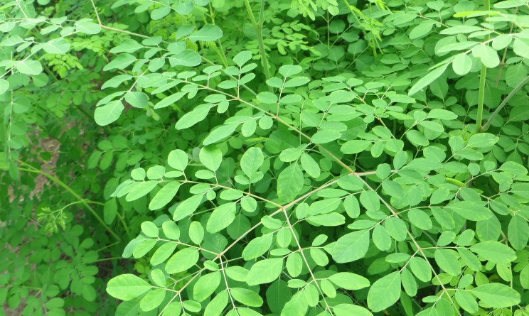 Moringa rimedi naturali proprieta e benefici