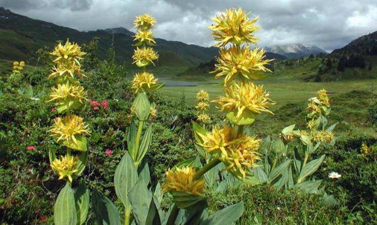 Genziana benefici proprieta e controindicazioni