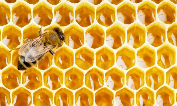 Perche il miele fa bene al cervello