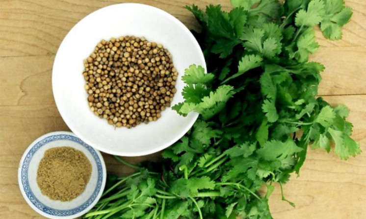 Coriandolo benefici e proprieta per intestino e stomaco