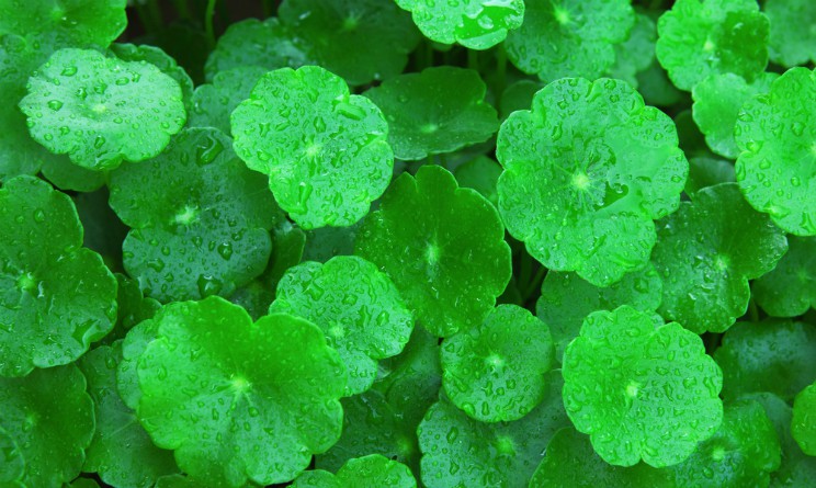 Centella benefici proprieta e controindicazioni