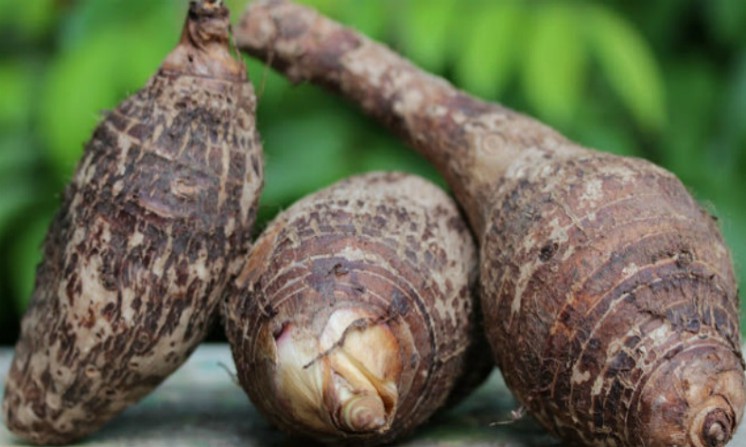 Taro radice proprieta benefici e usi
