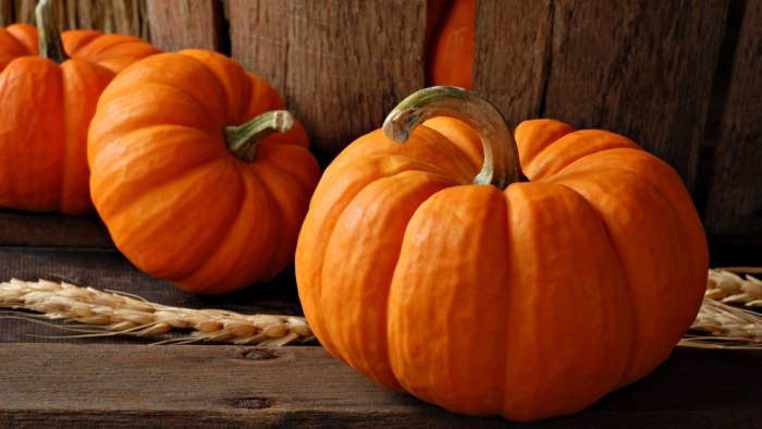 Zucca benefica in autunno