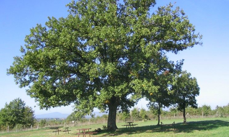 Quercia benefici proprieta e controindicazioni
