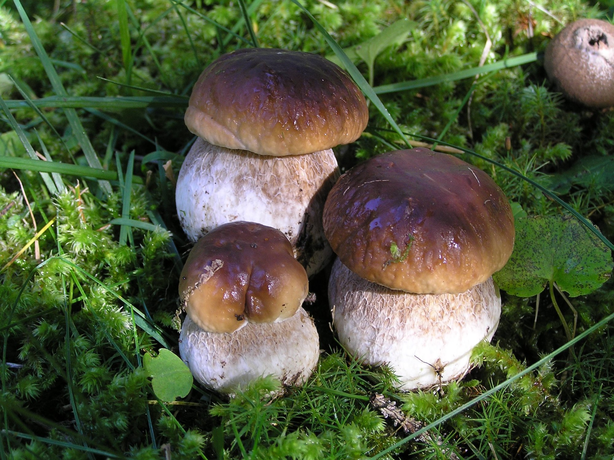Funghi nel bosco: una fotografia non ne dimostra la commestibilità