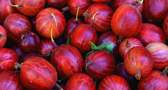 uva spina rossa raccolta