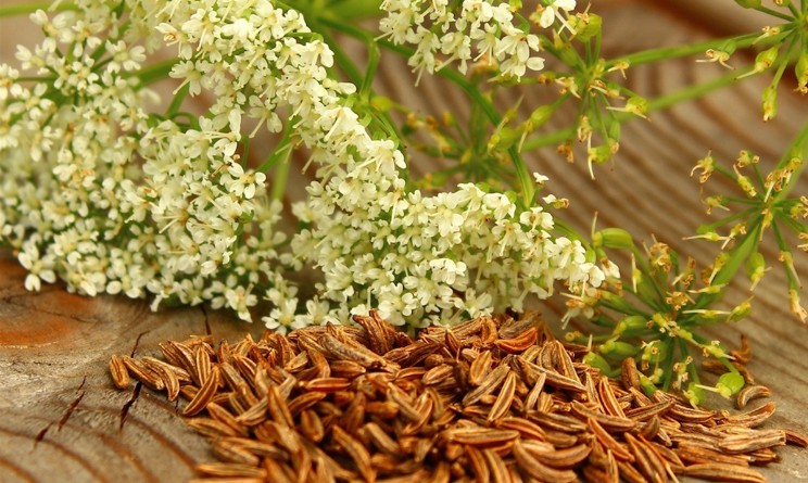 Carvi benefici e proprieta per stomaco e gola
