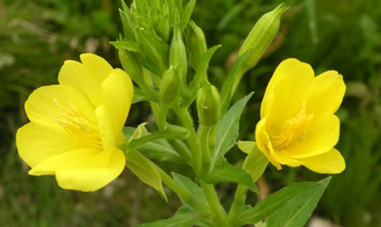 Enotera benefici proprietà e controindicazioni