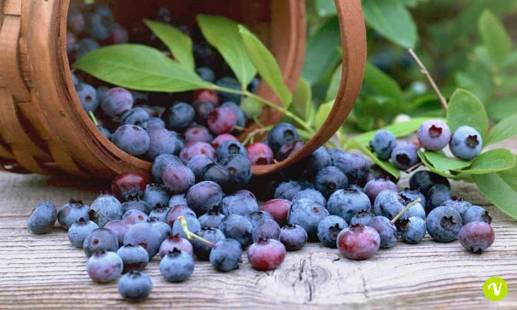 infuso al mirtillo