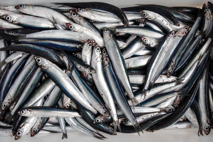 Pesce azzurro, ricco di Omega3