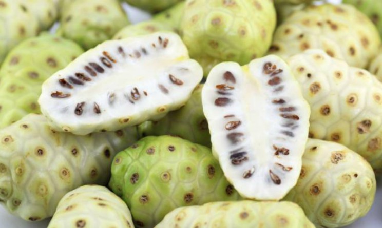 Noni benefici proprieta e controindicazioni