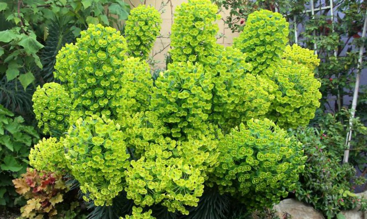 Euforbia in fiore