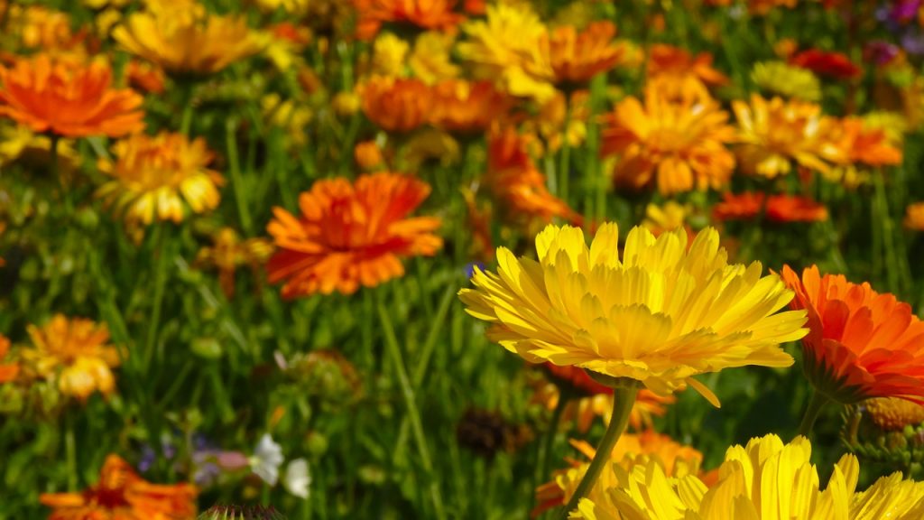 calendula pianta