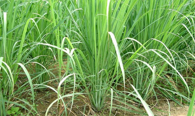 Lemongrass benefici