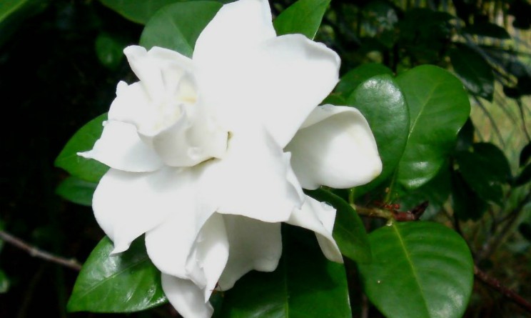 Fiore di gardenia: immagine illustrativa, non guida all’identificazione