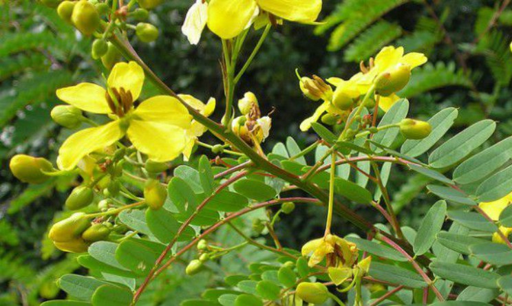 Senna benefici e proprieta per intestino