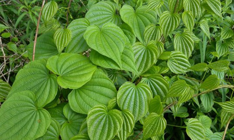 Dioscorea benefici proprieta e controindicazioni