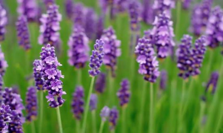 Lavanda benefici utilizzo e controindicazioni