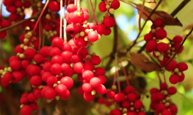 Schisandra proprieta e benefici per il cuore e il sistema nervoso
