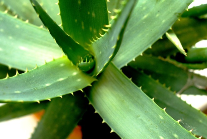 integratori a base di aloe