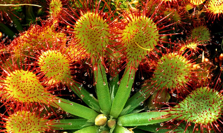 Drosera benefici proprieta e controindicazioni