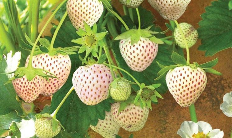 Fragola bianca proprieta e benefici