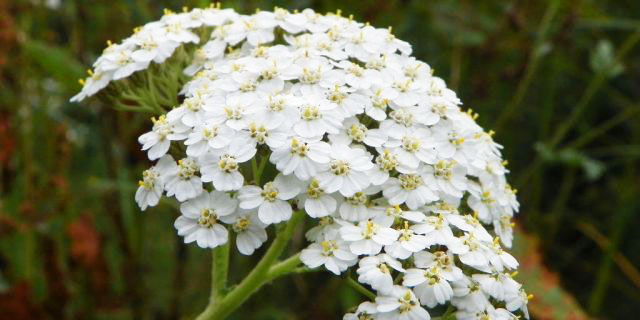 Achillea pianta e fiori