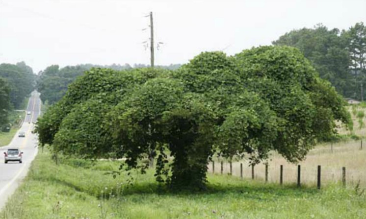 Kudzu benefici proprietà e controindicazioni