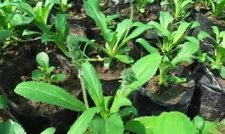 Picrorhiza benefici caratteristiche e controindicazioni