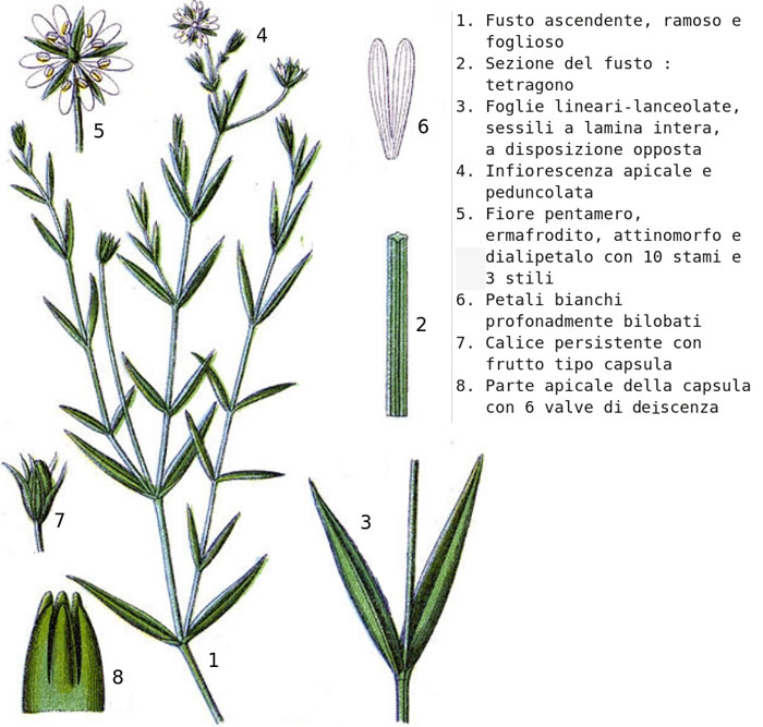 Stellaria media
